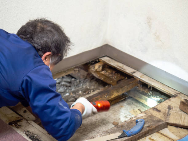 Mold Removal Process in Downingtown, PA