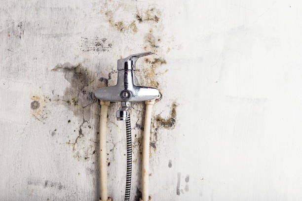 Best Mold Damage Repair  in Downingtown, PA